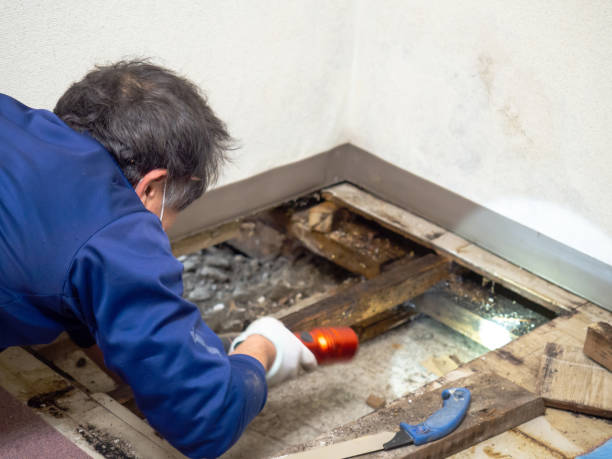 Best Attic Mold Removal  in Norco, CA