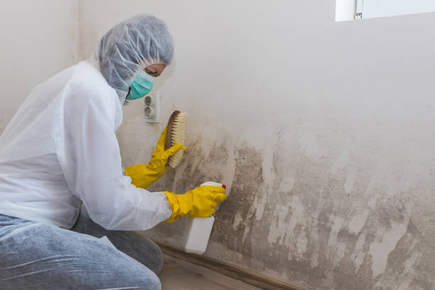 Mold Removal and Inspection in Norco, CA