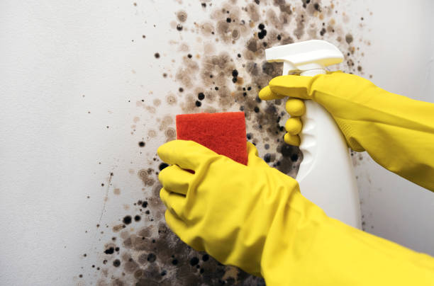 Best Attic Mold Removal  in Norco, CA