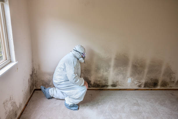 Best Mold Cleaning Services  in Norco, CA