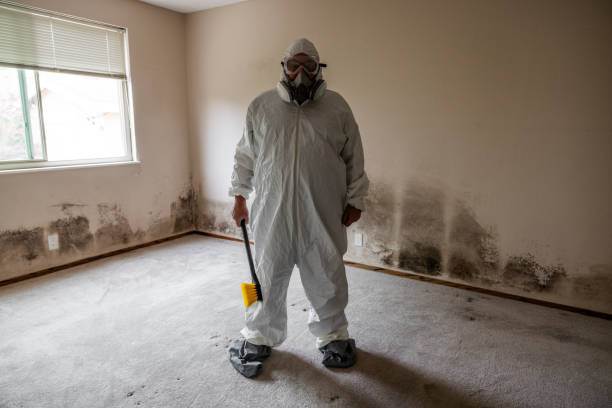 Home Mold Removal in Norco, CA