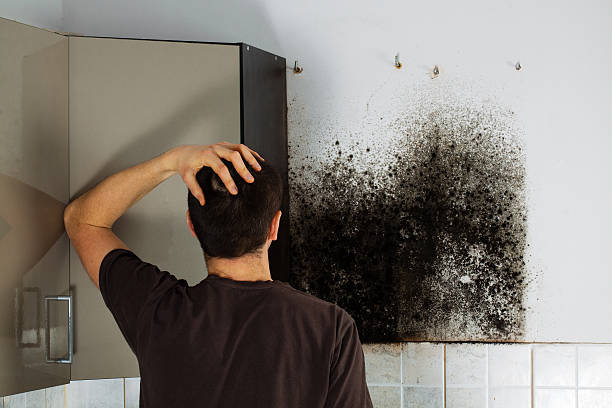 Best Professional Mold Removal  in Norco, CA