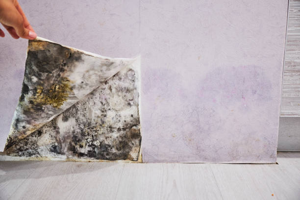 Home Mold Removal in Norco, CA